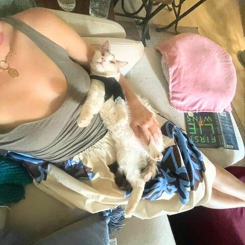 Victoria Falls, Adoptable, Adult Female Domestic Short Hair.