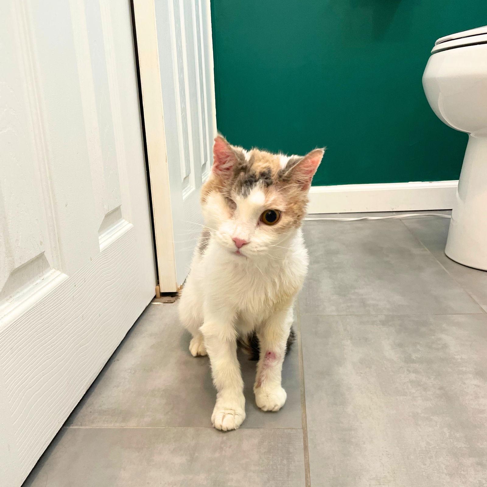 A girl called Victoria Falls, a Adoptable Domestic Short Hair in Brooklyn, NY image 1/3