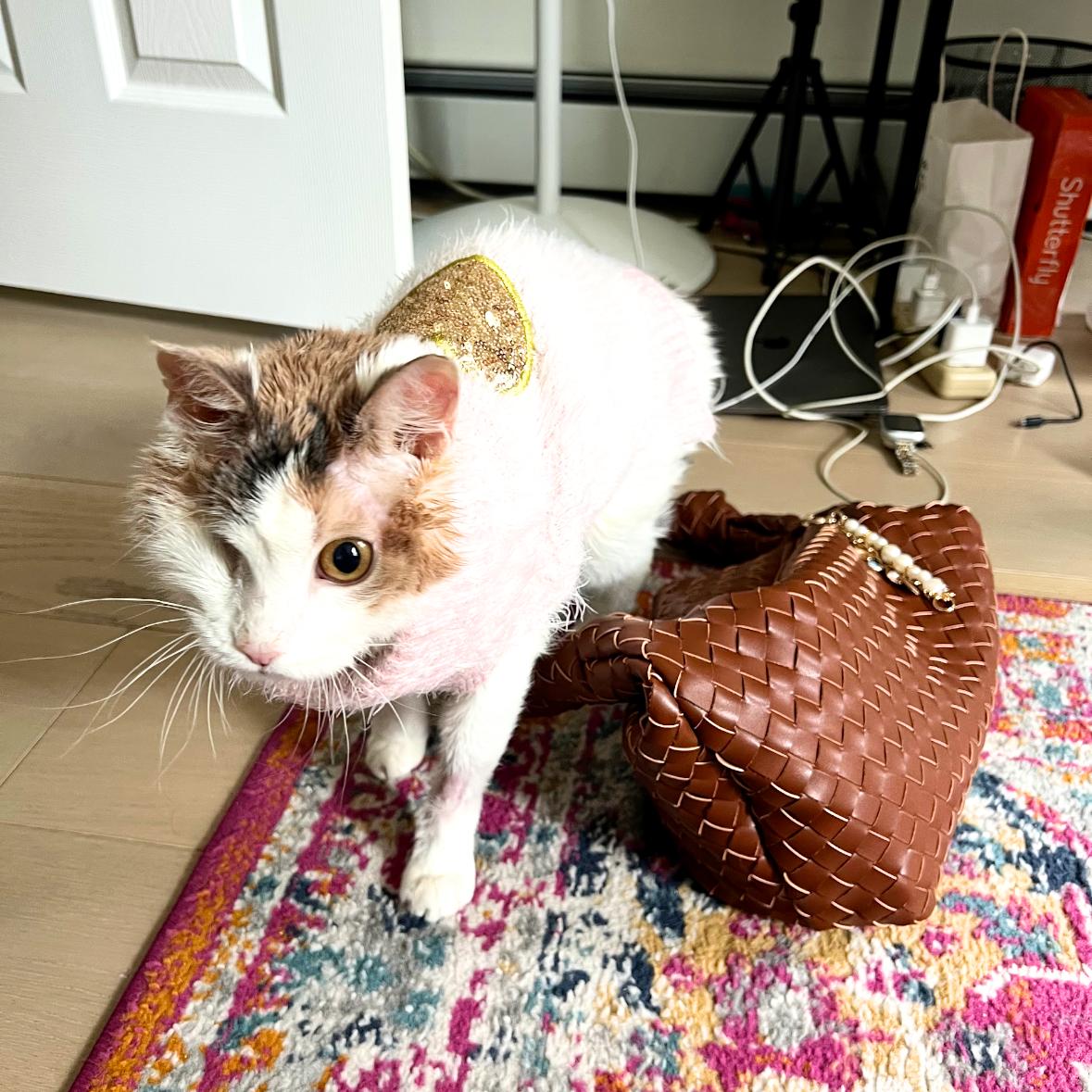 A girl called Victoria Falls, a Adoptable Domestic Short Hair in Brooklyn, NY image 2/3