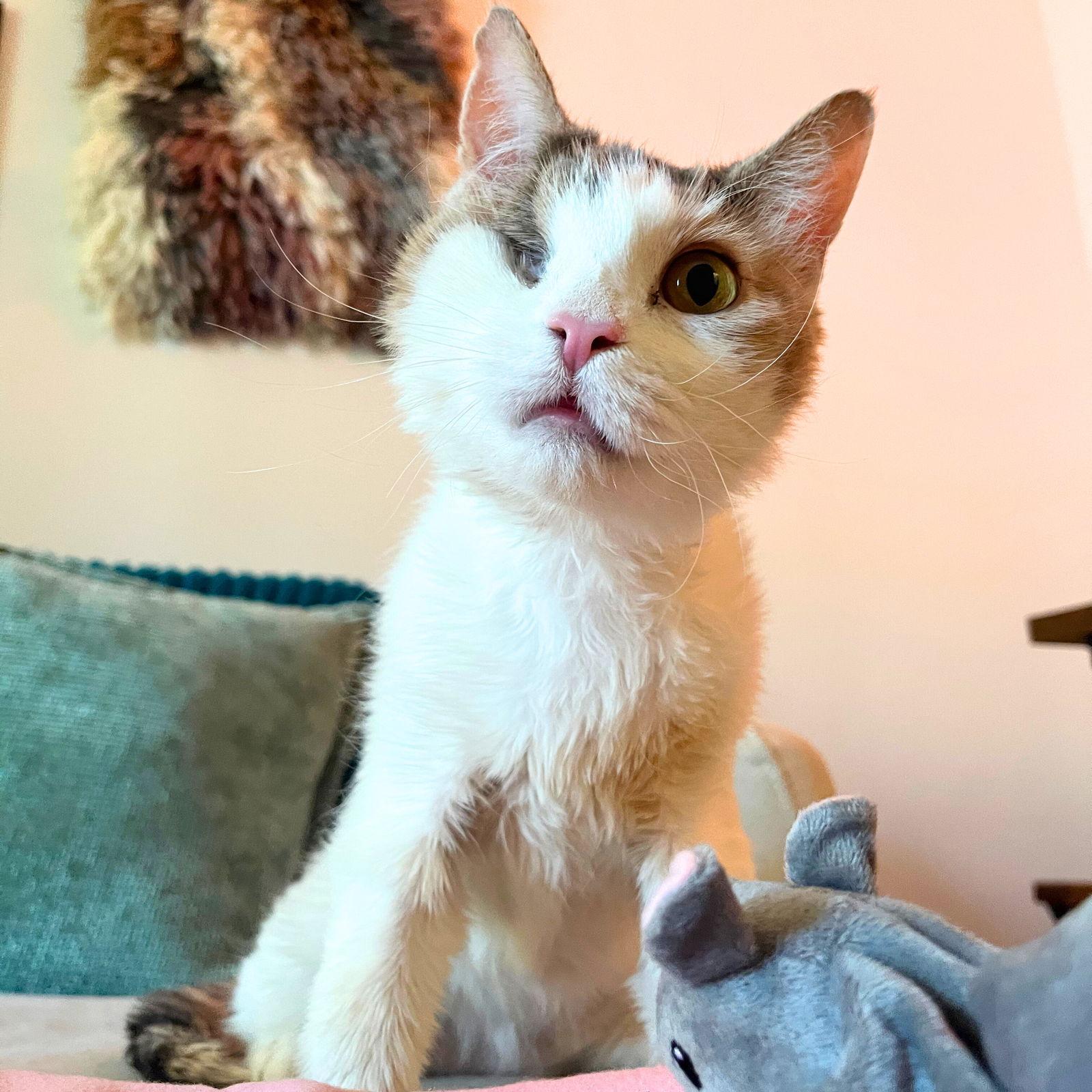 Enlarge Victoria Falls, a Adoptable Domestic Short Hair in Brooklyn, NY image 2/3