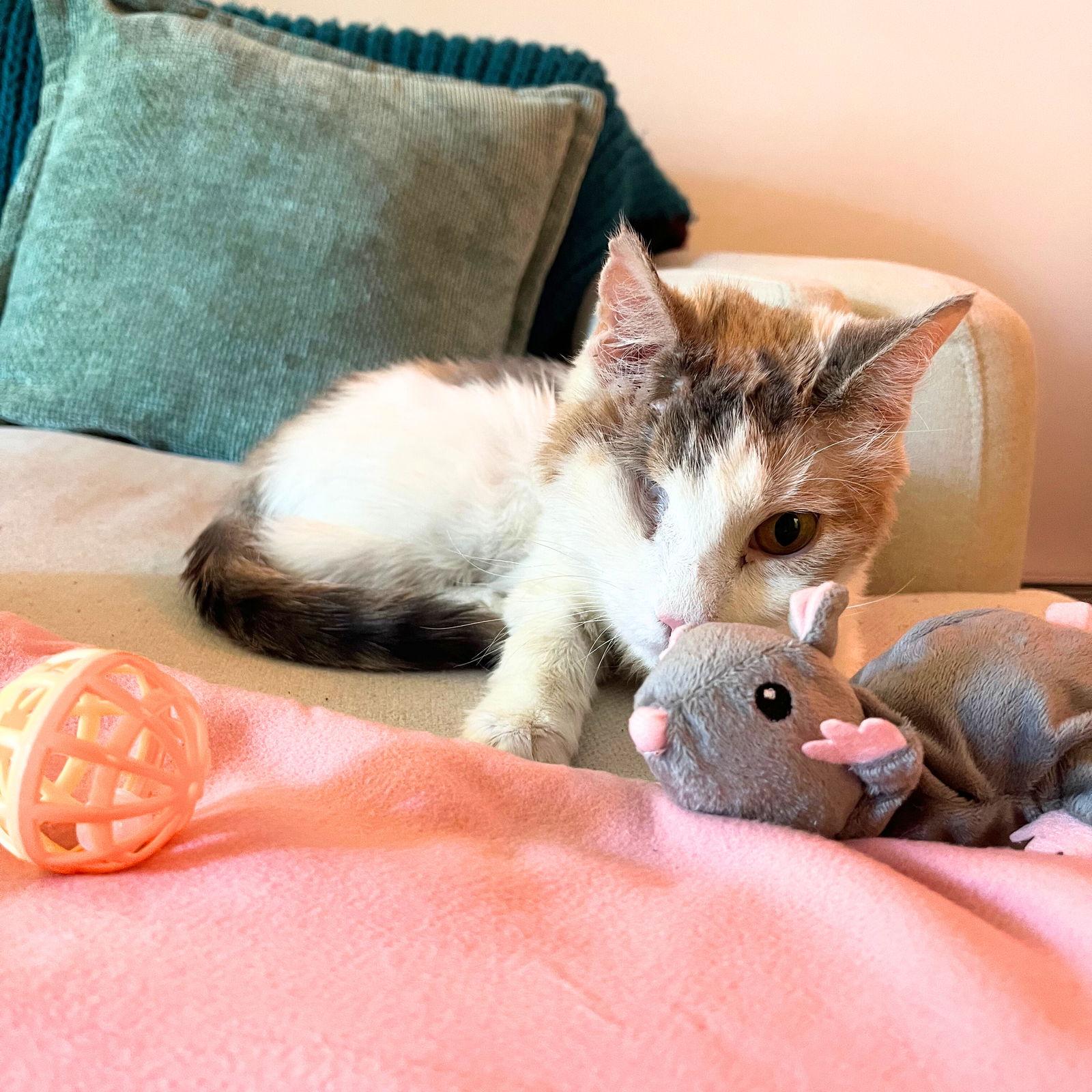 Enlarge Victoria Falls, a Adoptable Domestic Short Hair in Brooklyn, NY image 3/3