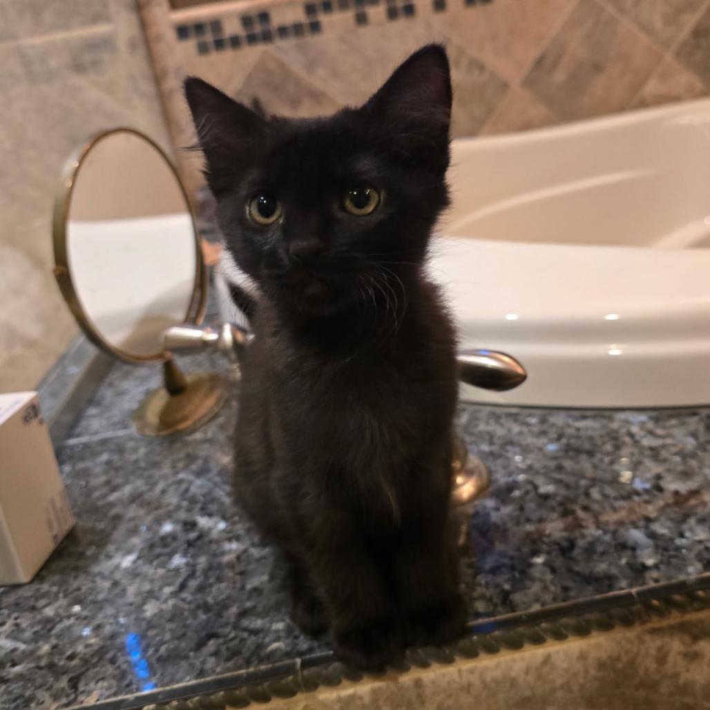 Violet, Adoptable, Kitten Female Domestic Short Hair.