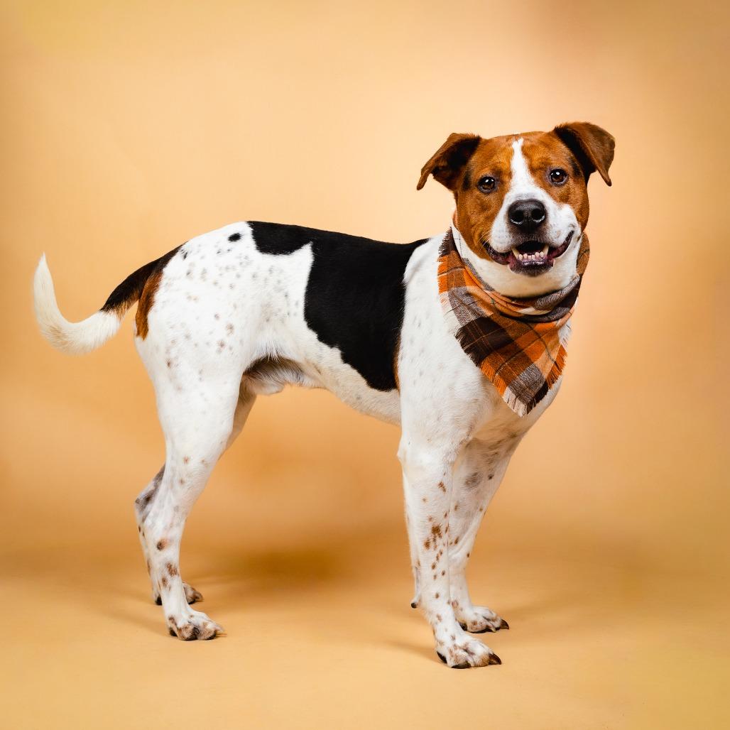 Motaba, Adoptable, Adult Male Mixed Breed.