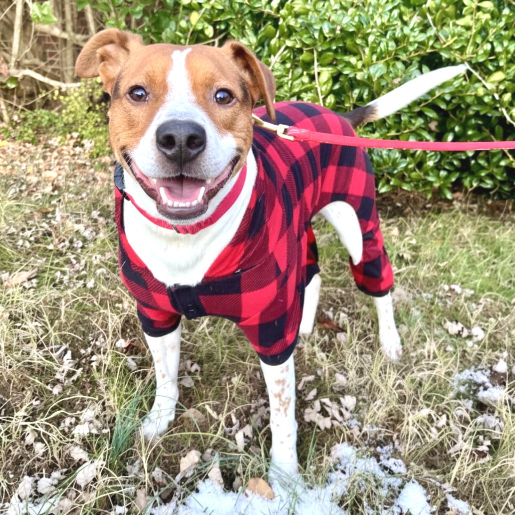 Enlarge Motaba, a Adoptable Mixed Breed in Fredericksburg, VA image 2/5