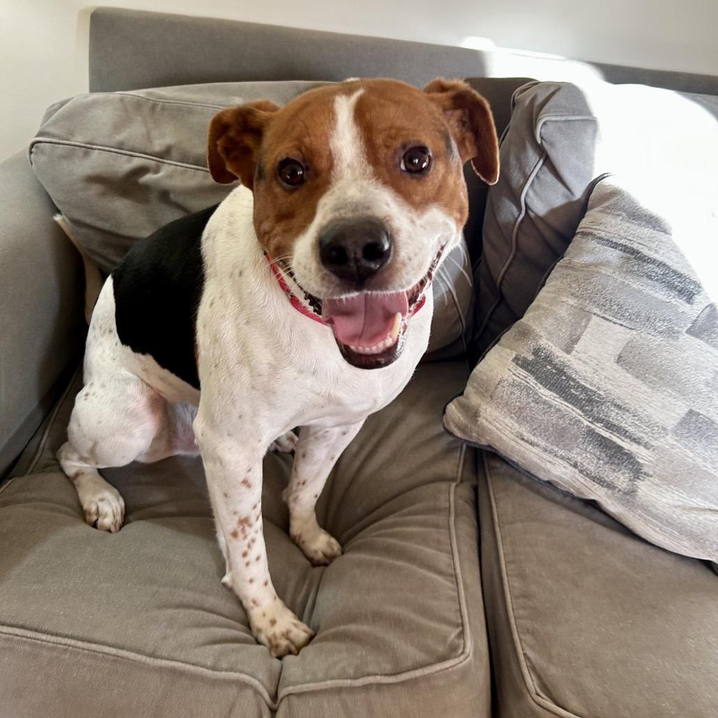 Enlarge Motaba, a Adoptable Mixed Breed in Fredericksburg, VA image 3/5