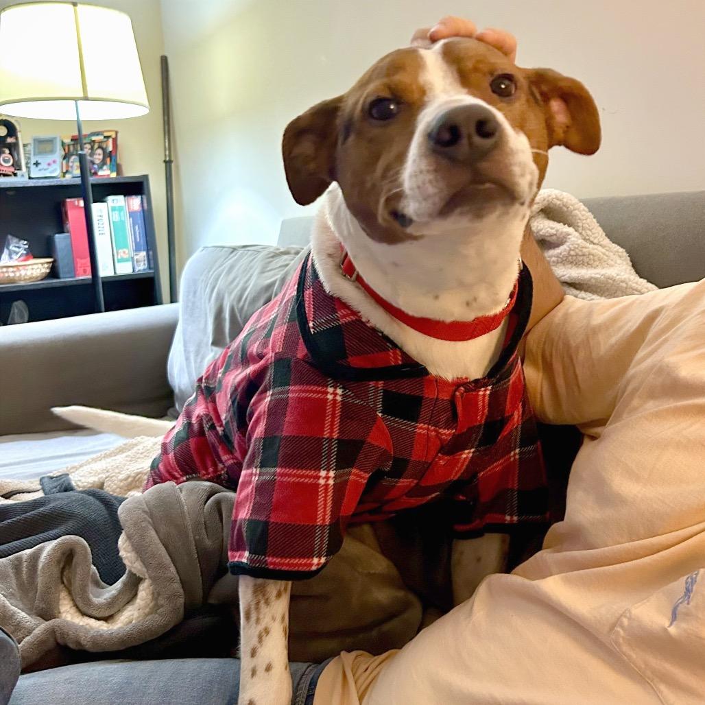 Enlarge Motaba, a Adoptable Mixed Breed in Fredericksburg, VA image 4/5