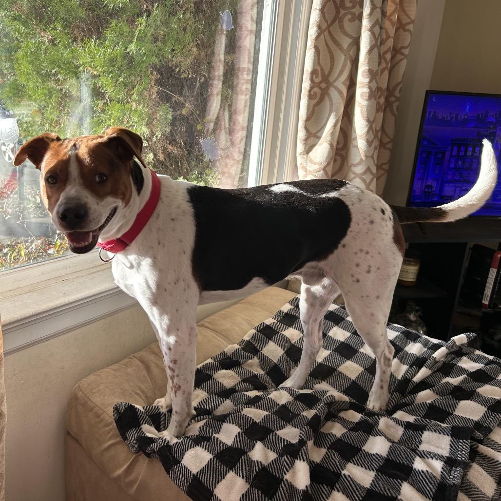 Enlarge Motaba, a Adoptable Mixed Breed in Fredericksburg, VA image 5/5