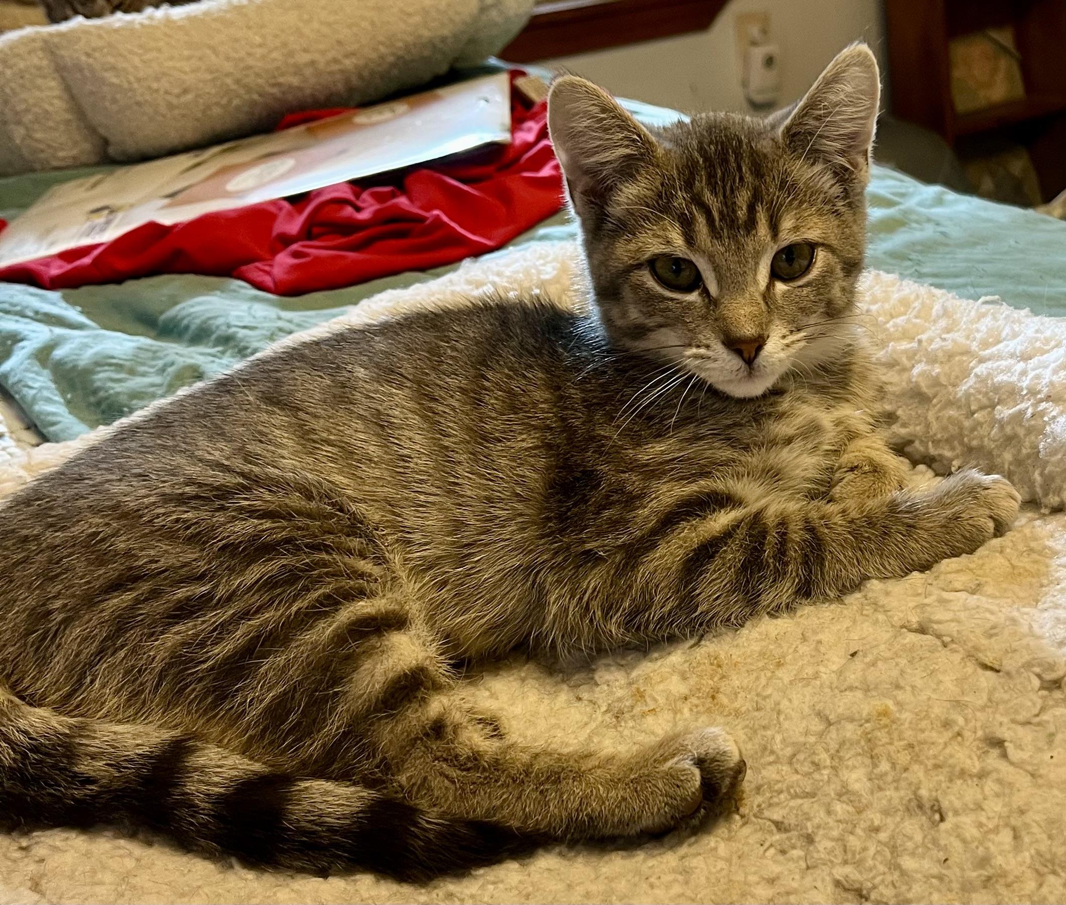 Enlarge Greta, an adopted Domestic Short Hair in Houghton Lake, MI image 3/5