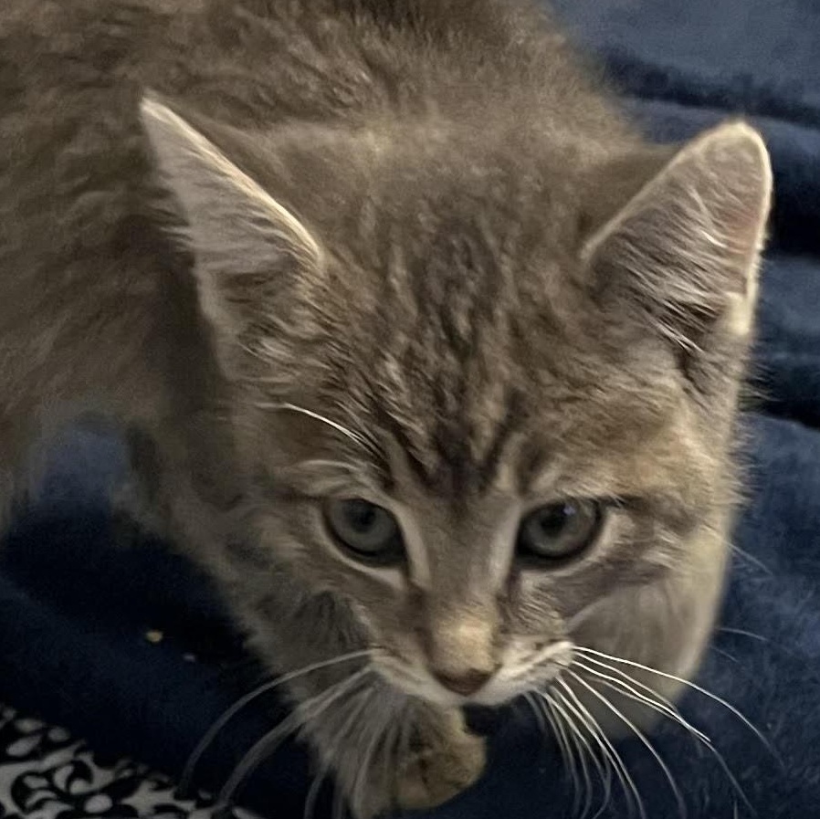 Enlarge Greta, an adopted Domestic Short Hair in Houghton Lake, MI image 2/5