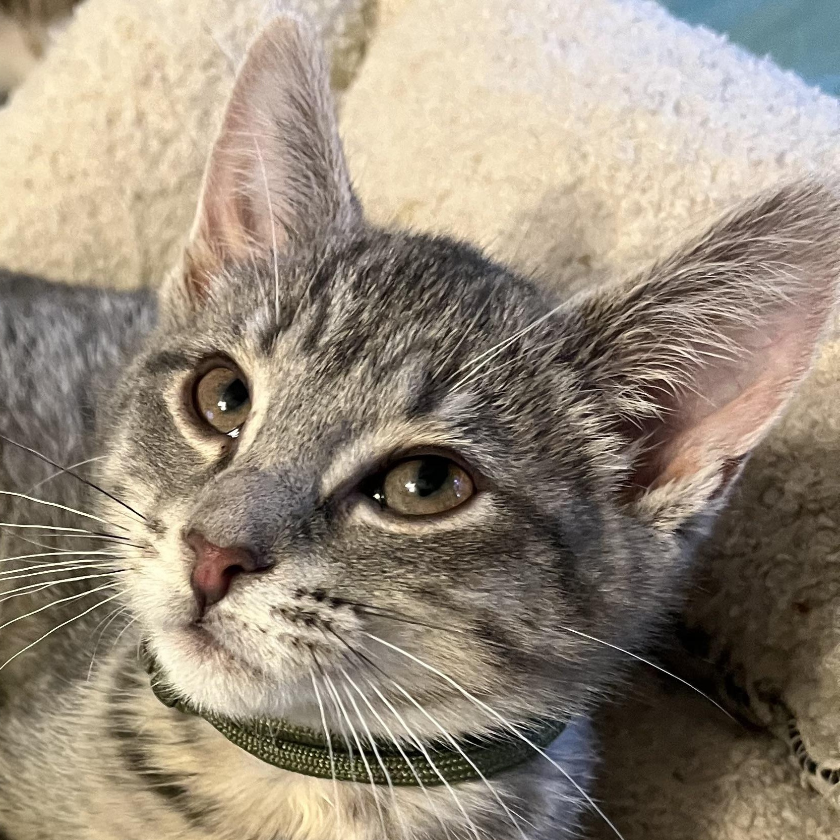 Enlarge Greta, an adopted Domestic Short Hair in Houghton Lake, MI image 1/5