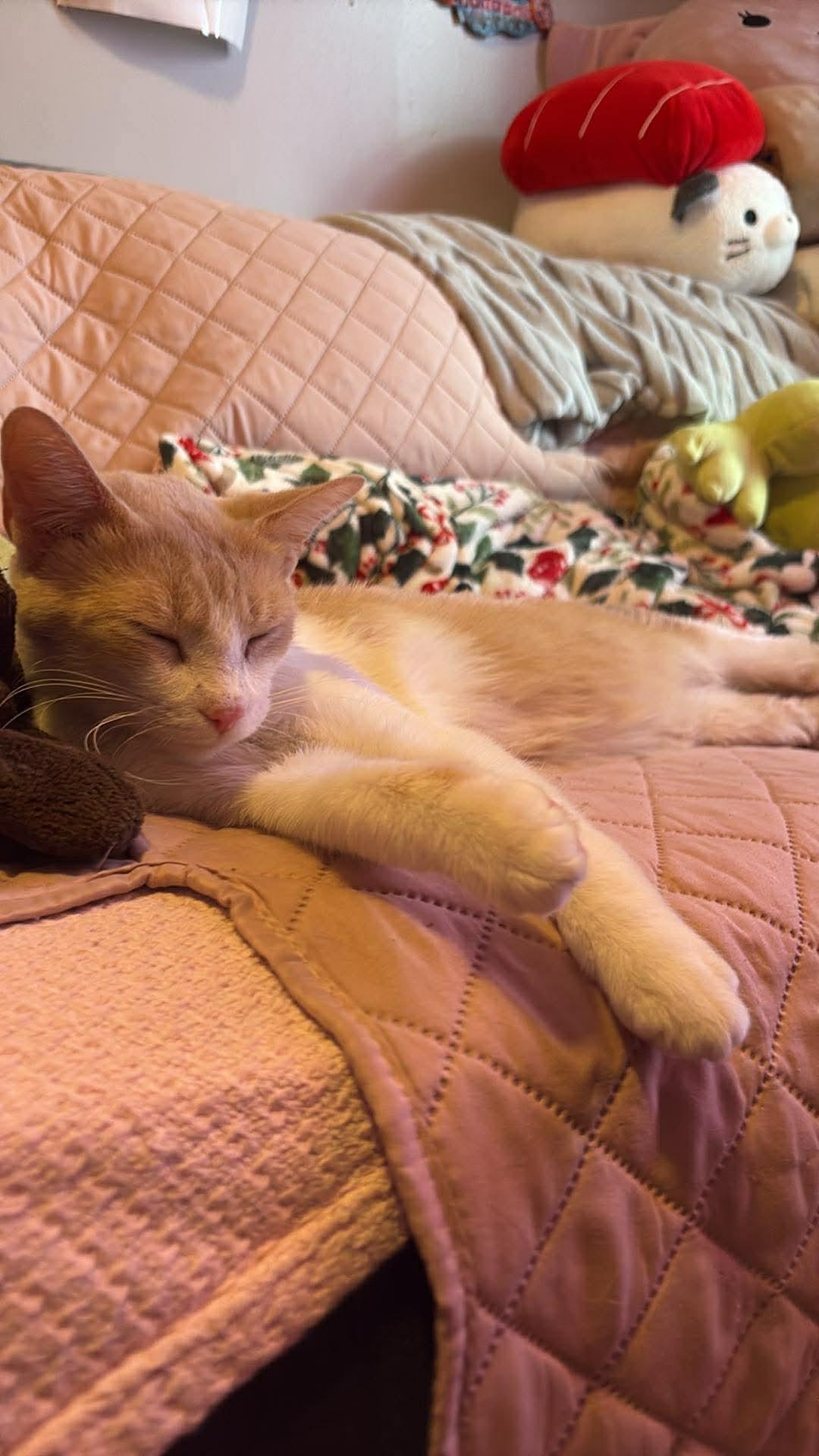 Enlarge Ruby Tuesdays, a ADOPTABLE American Shorthair in Mount Morris, MI image 2/6