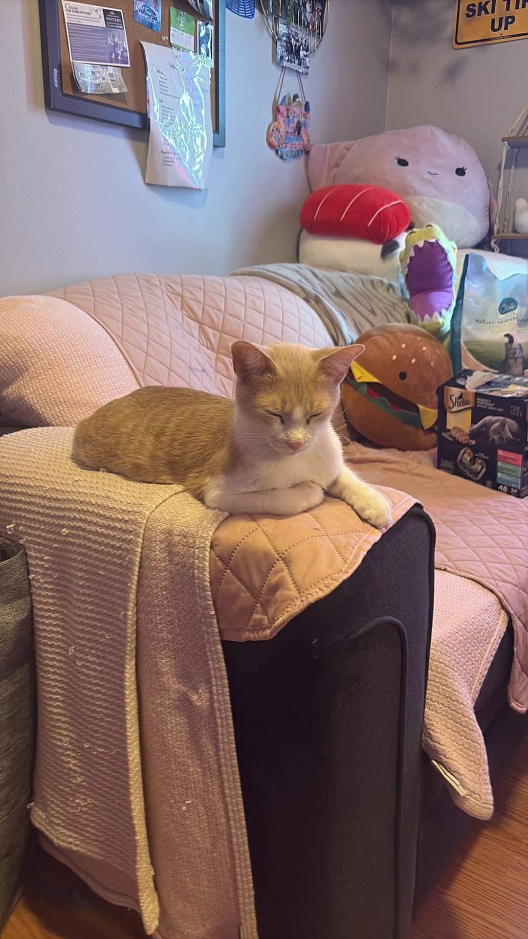 Enlarge Ruby Tuesdays, a ADOPTABLE American Shorthair in Mount Morris, MI image 1/6