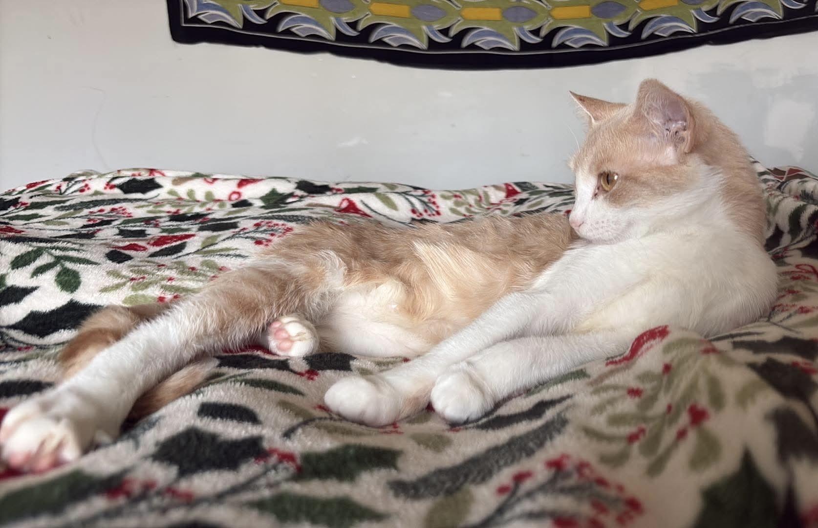Enlarge Ruby Tuesdays, a ADOPTABLE American Shorthair in Mount Morris, MI image 4/6