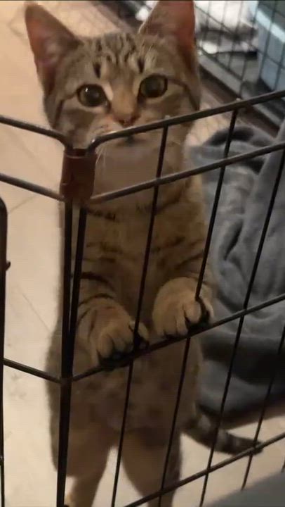 Enlarge Chai, a Adoptable Domestic Short Hair in Weehawken, NJ video 6/6