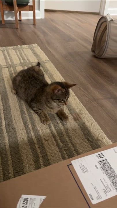 Enlarge Chai, a Adoptable Domestic Short Hair in Weehawken, NJ video 4/6