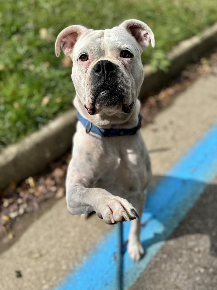 Lydia, Adoptable, Adult Female Boxer & Mixed Breed.