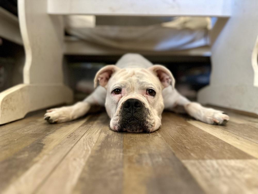 Lydia, a Adoptable mixed breed in Akron, OH image 3/6