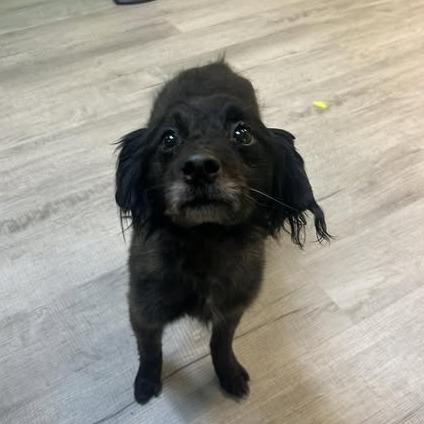 Enlarge Herb, a Adoptable Mixed Breed in Emporia, KS image 1/3