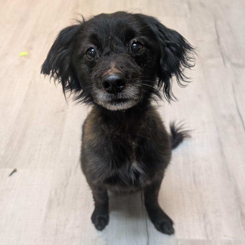 Enlarge Herb, a Adoptable Mixed Breed in Emporia, KS image 2/3