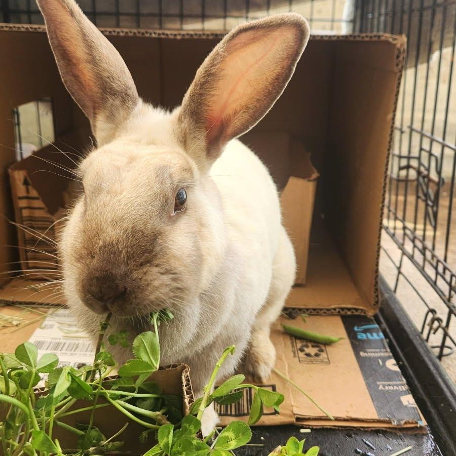 Katie, Adoptable, Adult Female Himalayan.