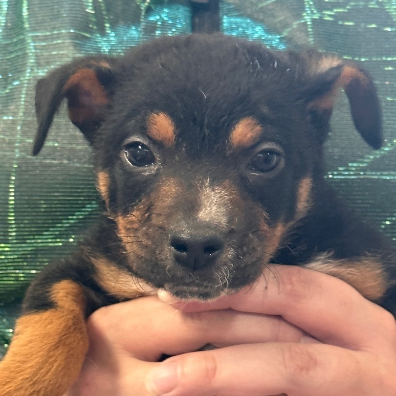 Winnie — thumbnail 3