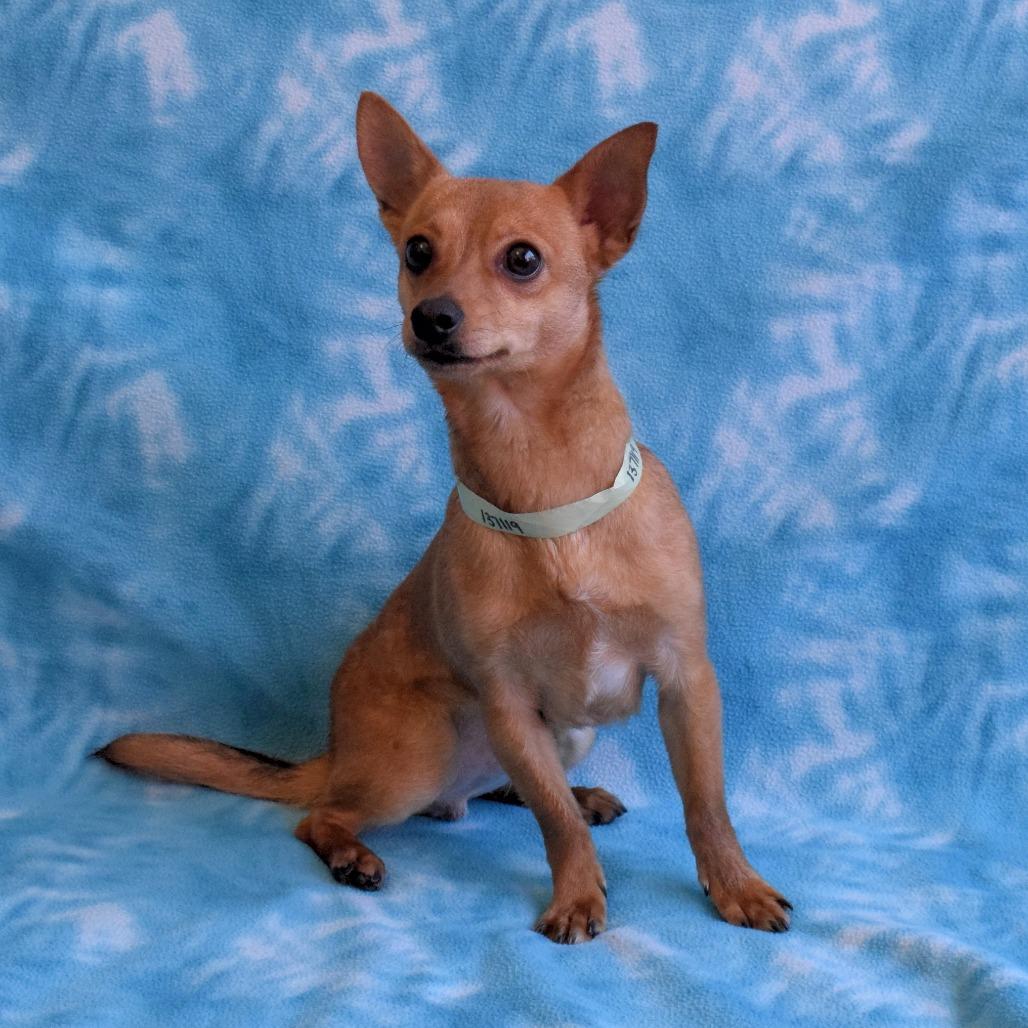 Randy, Adoptable, Young Male Chihuahua.