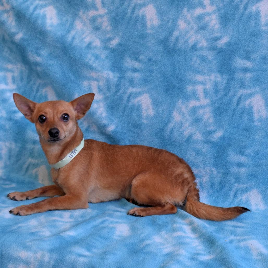 Enlarge Randy, a Adoptable Chihuahua in Eureka, CA image 2/3