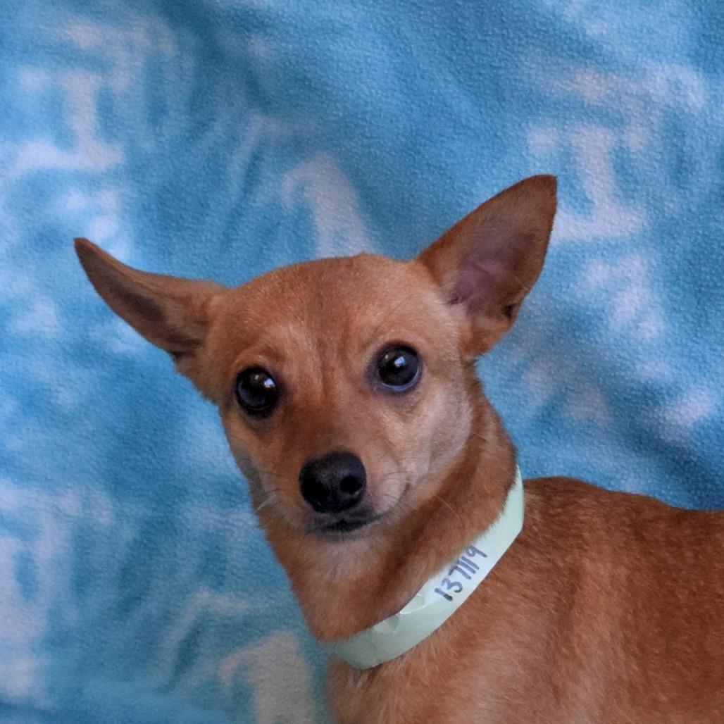 Enlarge Randy, a Adoptable Chihuahua in Eureka, CA image 3/3