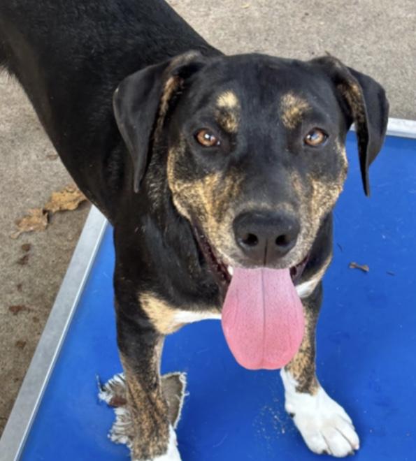 Enlarge Colt, an adoptable mixed breed in Parma, OH image 1/1