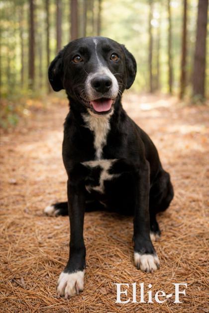 Ellie, Adoptable, Adult Female German Shepherd Dog & Mixed Breed.