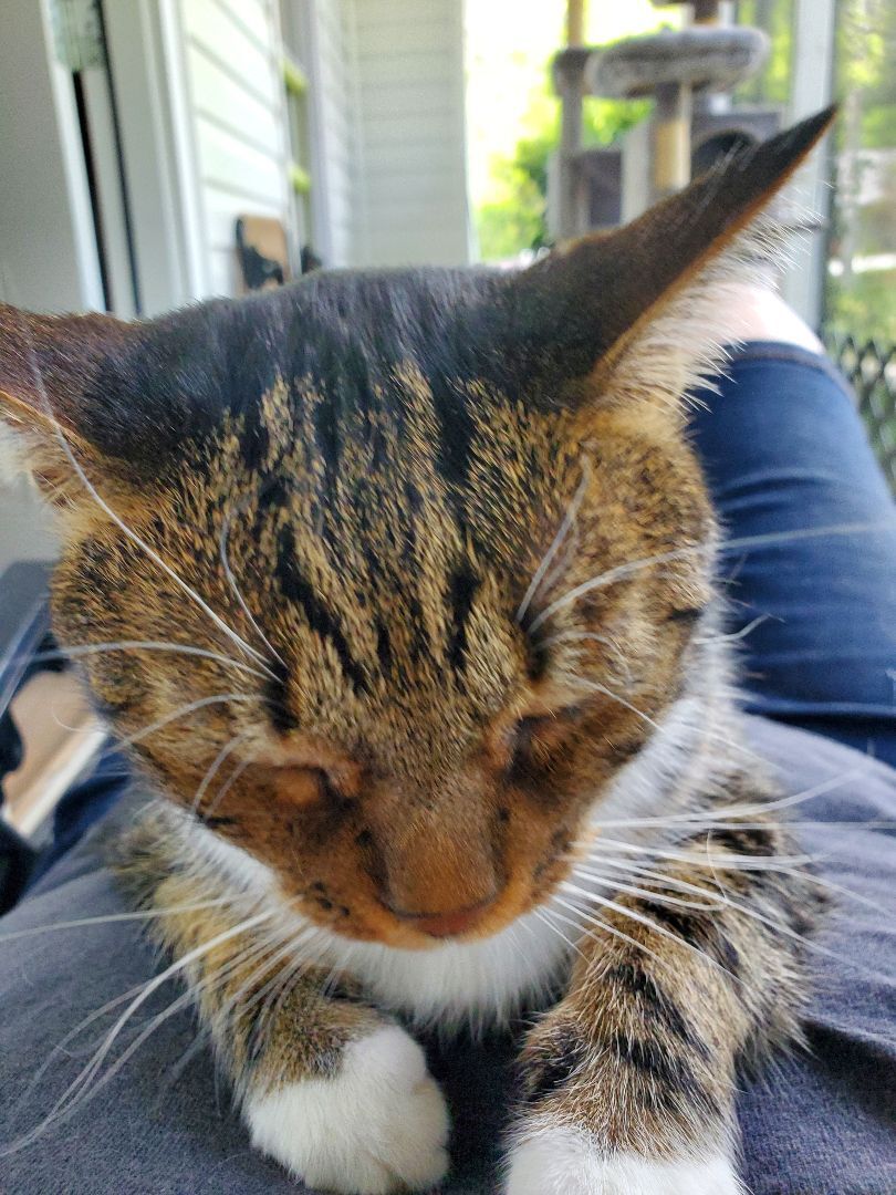 Enlarge Daisy, a Adoptable mixed breed in Dacula, GA image 1/10