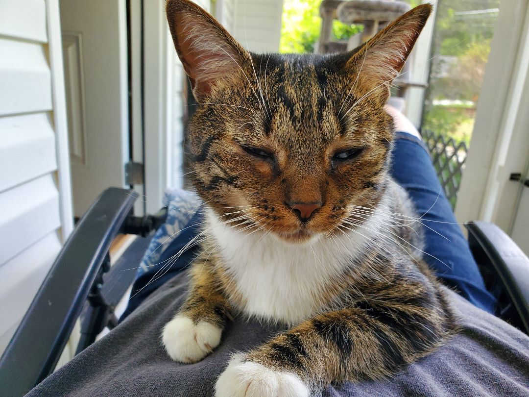 Enlarge Daisy, a Adoptable mixed breed in Dacula, GA image 2/10