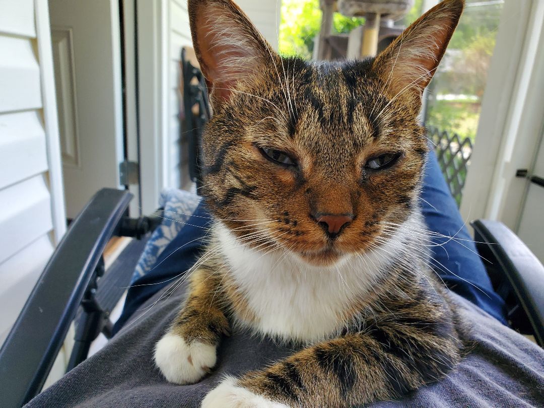 Enlarge Daisy, a Adoptable mixed breed in Dacula, GA image 3/10