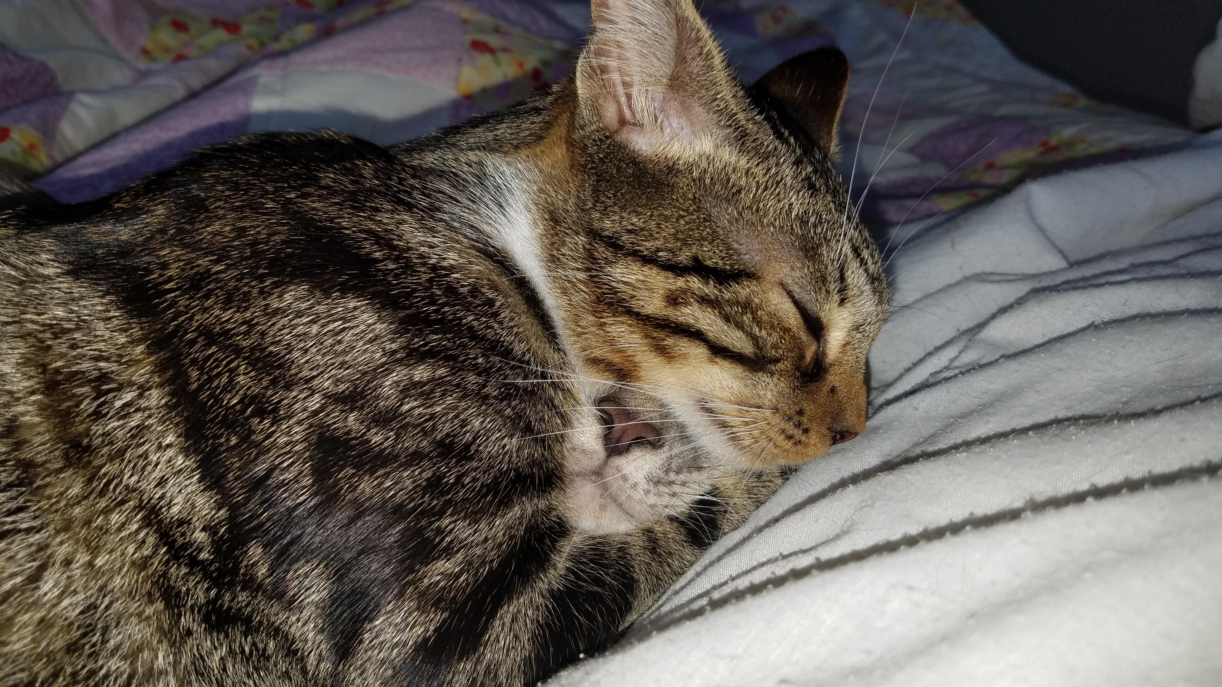 Enlarge Daisy, a Adoptable mixed breed in Dacula, GA image 4/10