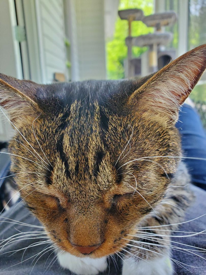 Enlarge Daisy, a Adoptable mixed breed in Dacula, GA image 5/10