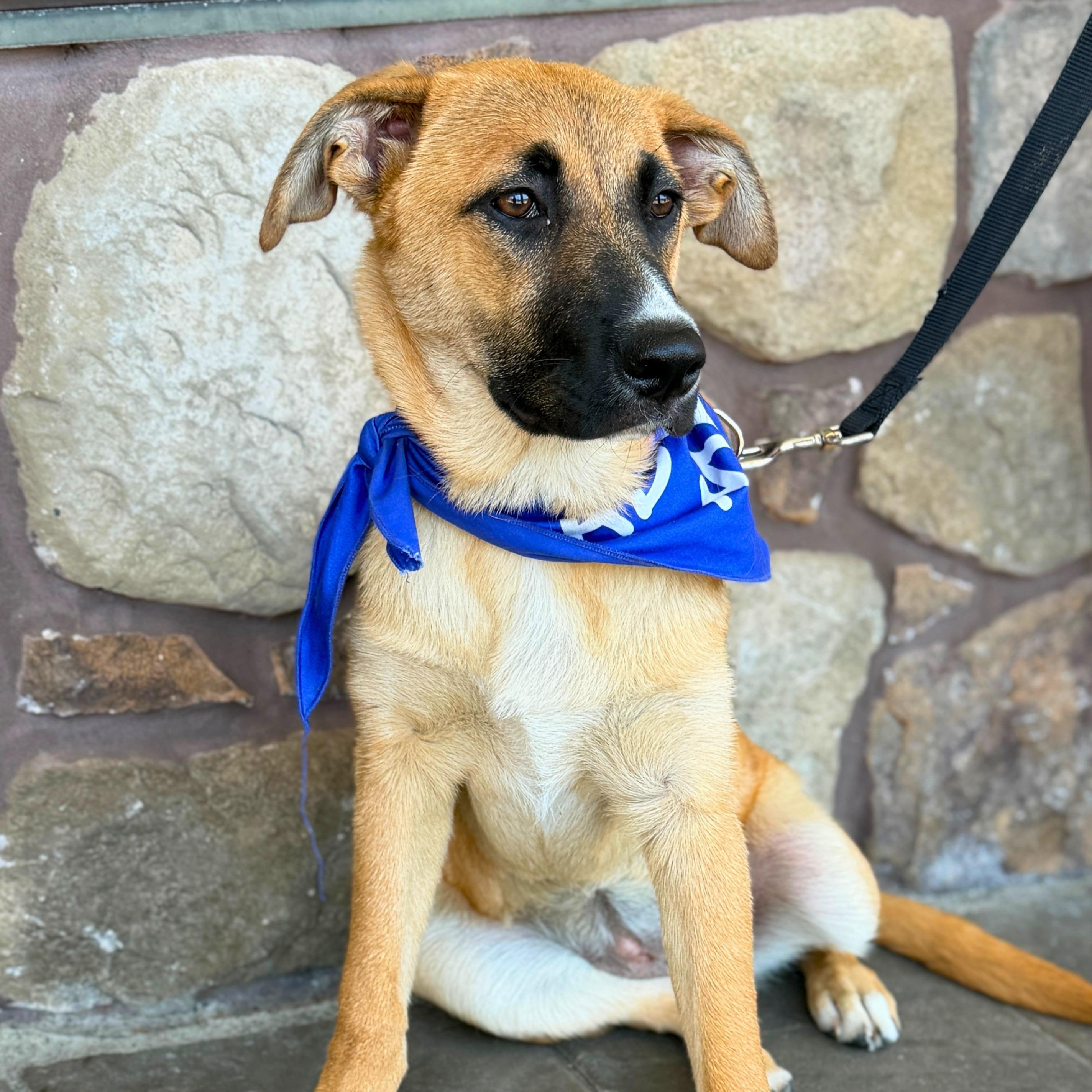 Roxie, a ADOPTABLE mixed breed in Chatham, NJ image 3/6