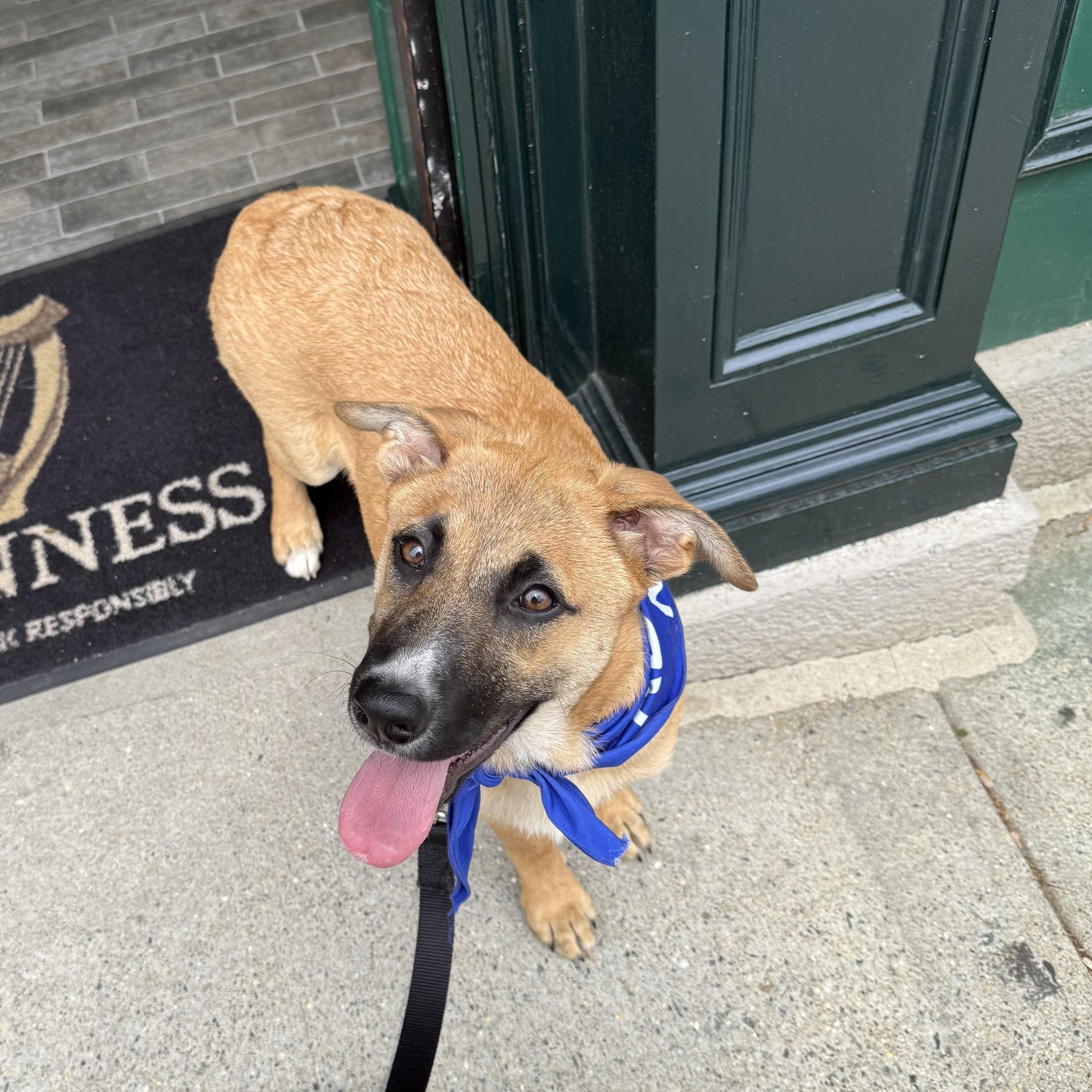 Roxie, a ADOPTABLE mixed breed in Chatham, NJ image 5/6