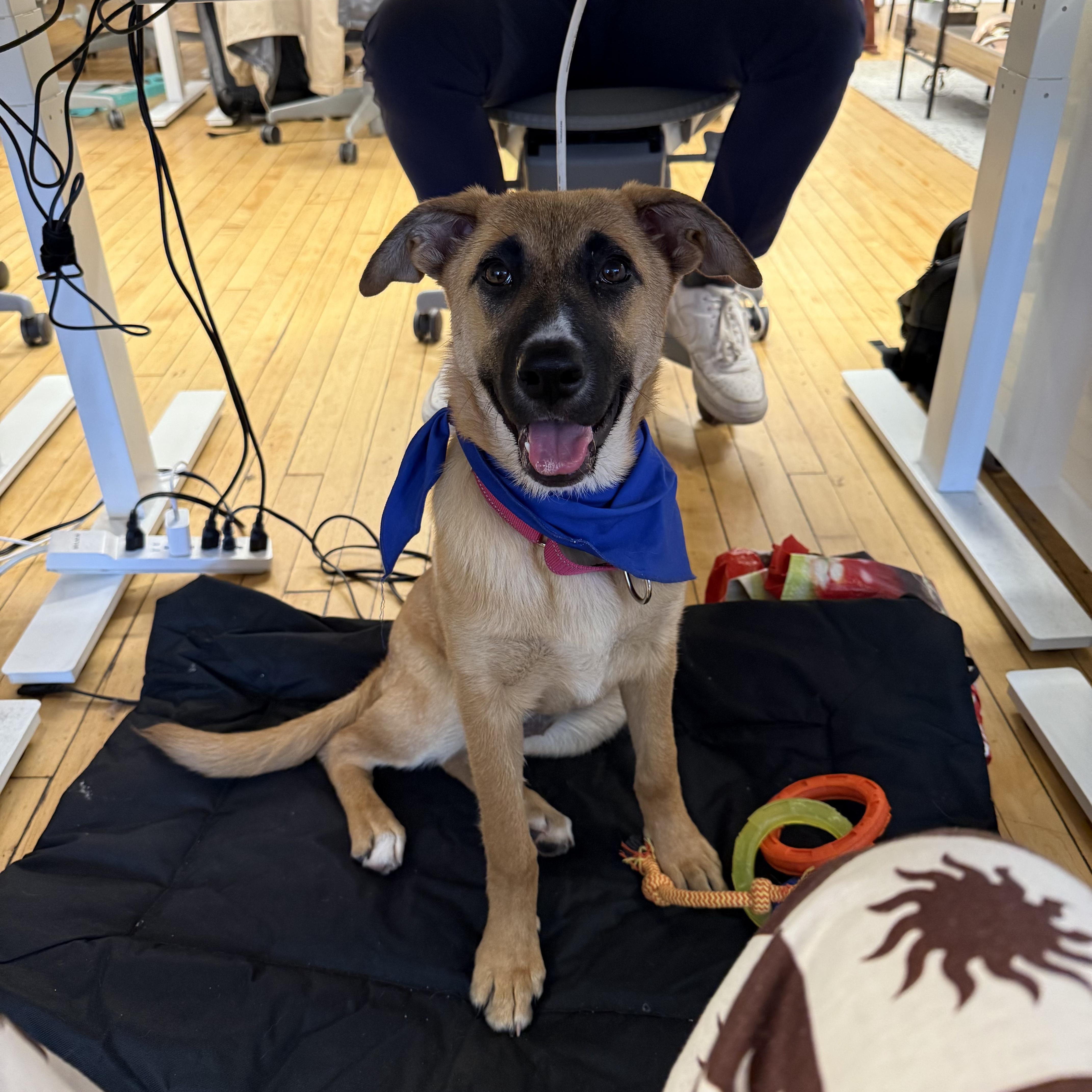 Roxie, a ADOPTABLE mixed breed in Chatham, NJ image 6/6