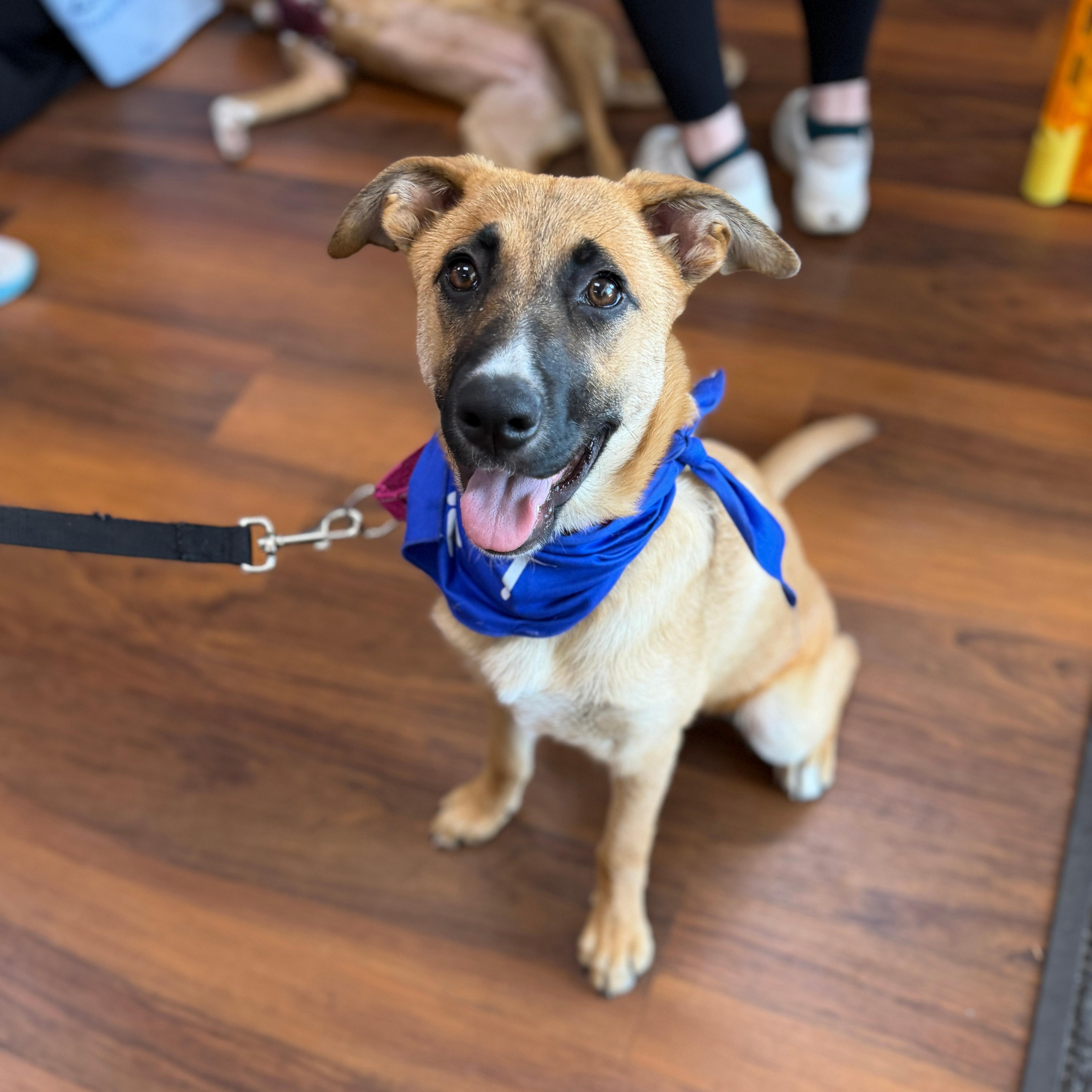 Roxie, a ADOPTABLE mixed breed in Chatham, NJ image 2/6