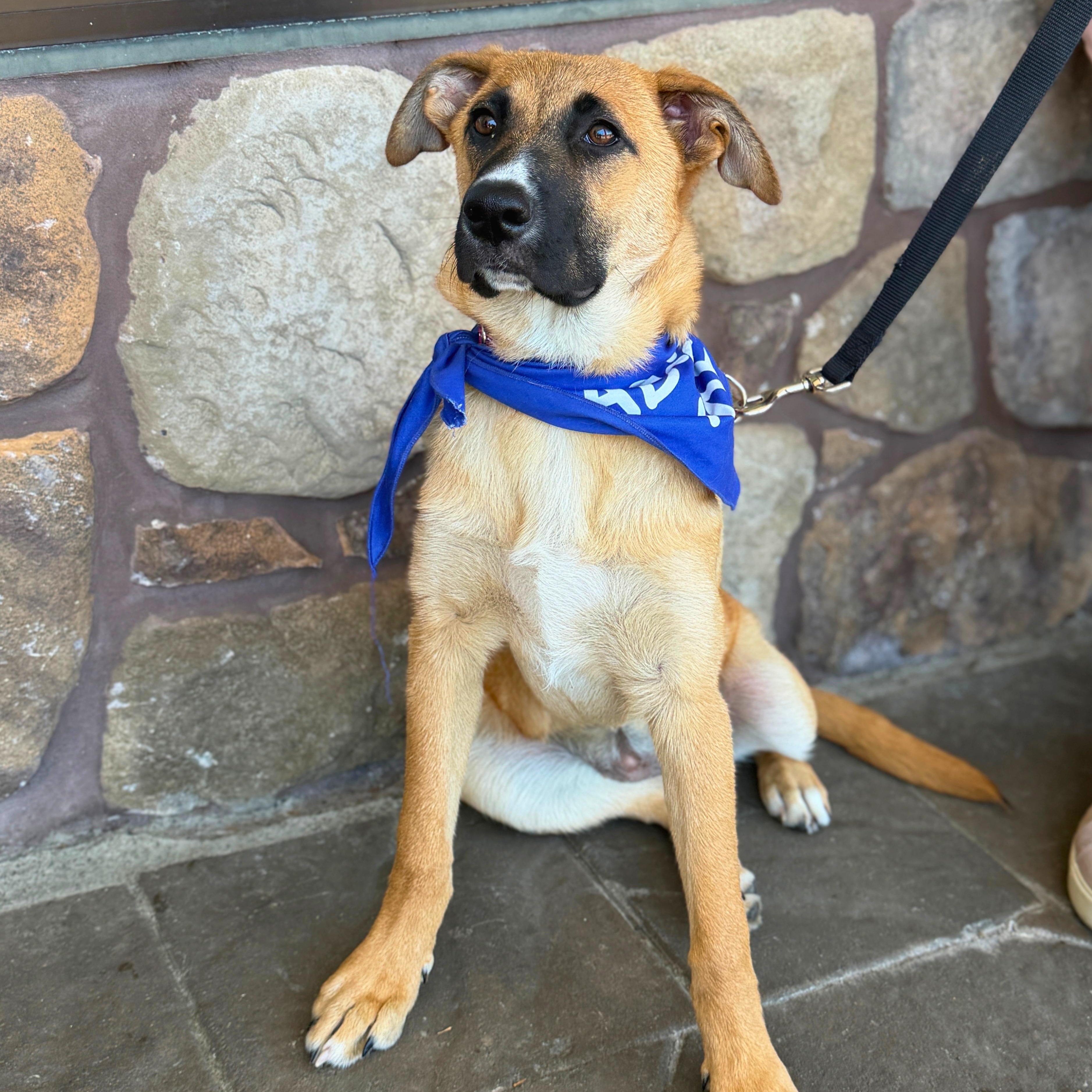 Roxie, ADOPTABLE, Puppy Female Shepherd & Black Mouth Cur.
