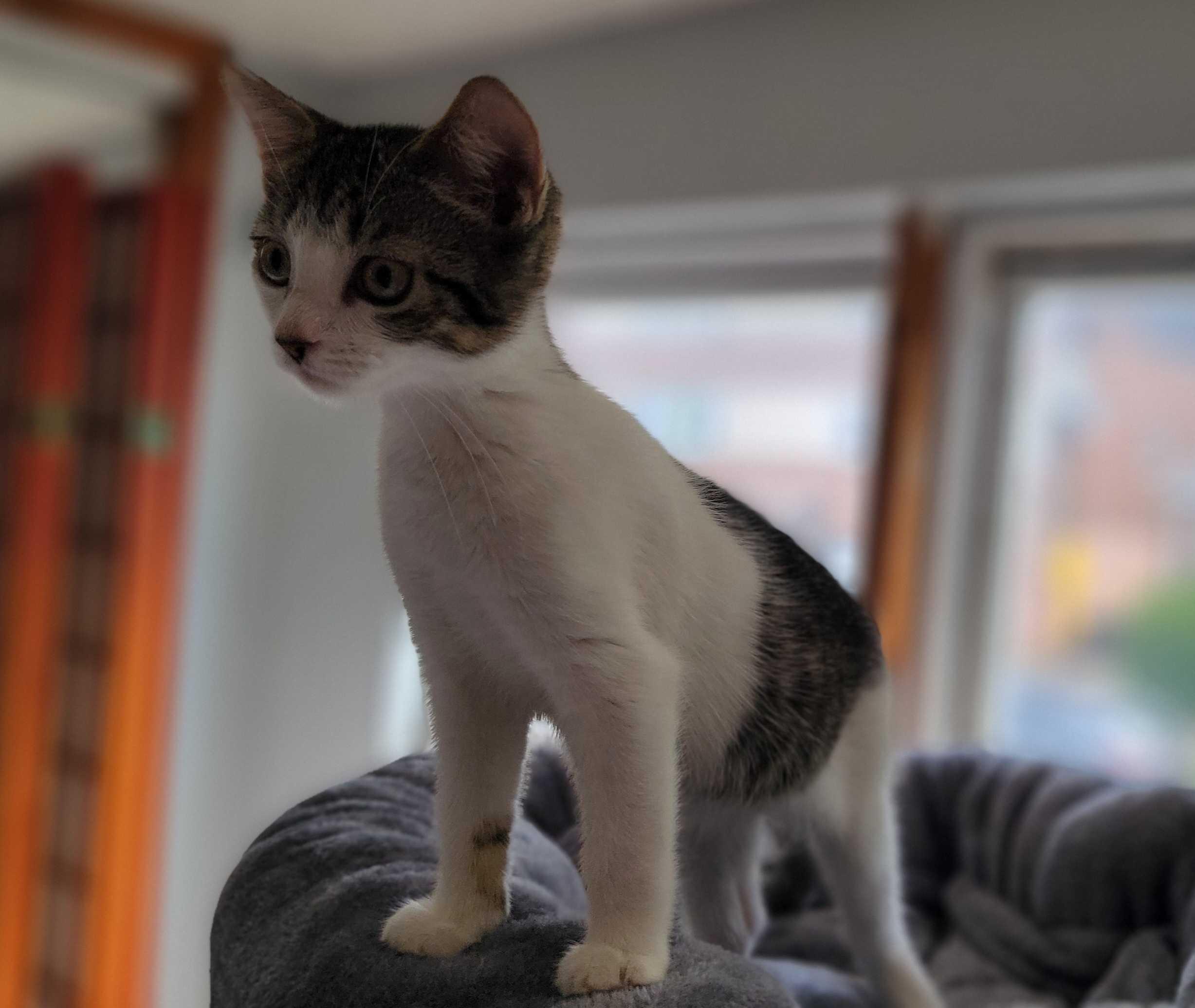 Enlarge Odori , an adoptable Domestic Short Hair in Florham Park, NJ image 2/3