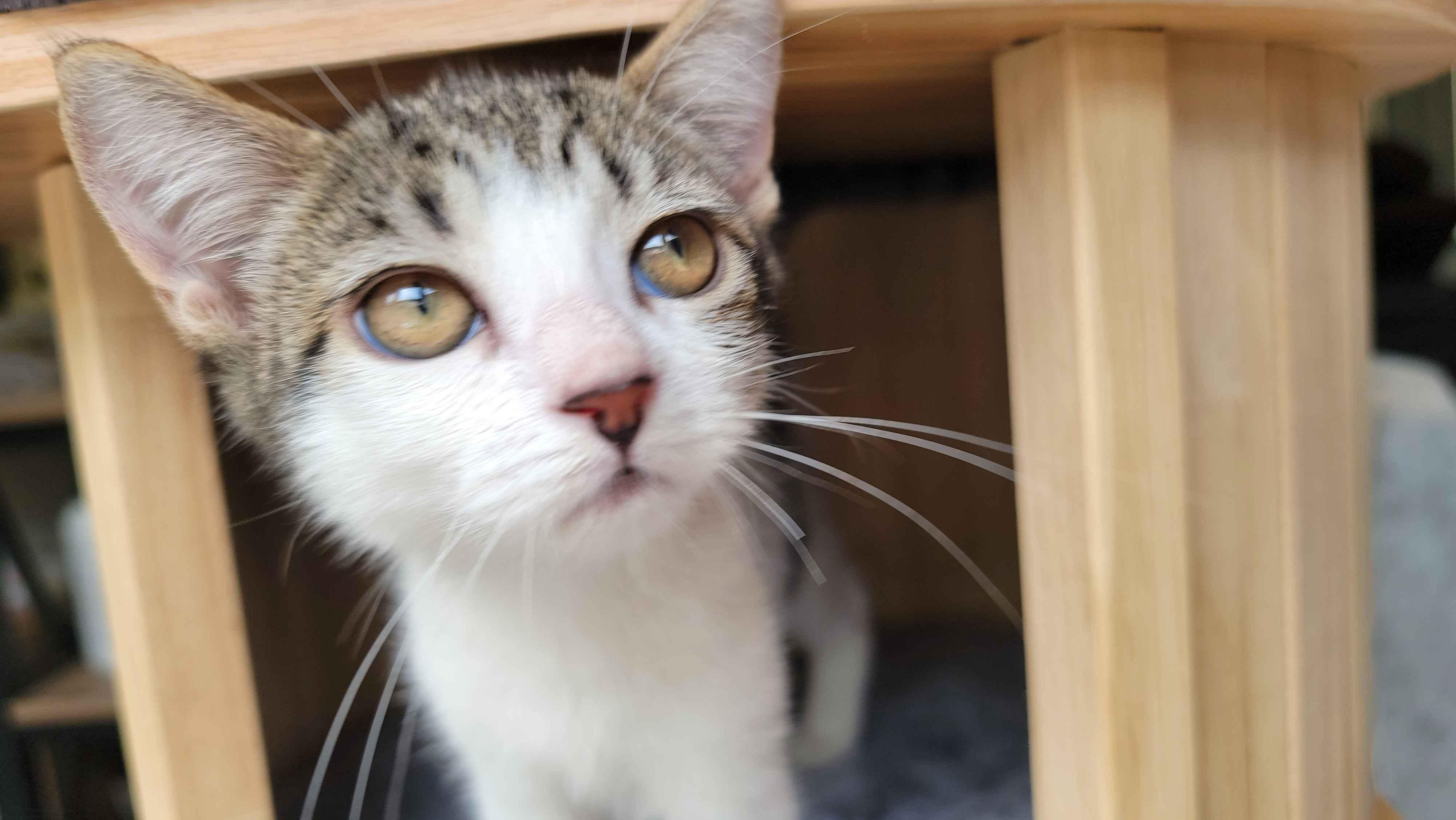 Odori , ADOPTABLE, Young Female Domestic Short Hair.