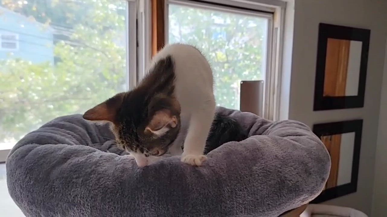 Enlarge Odori , an adoptable Domestic Short Hair in Florham Park, NJ video 3/3