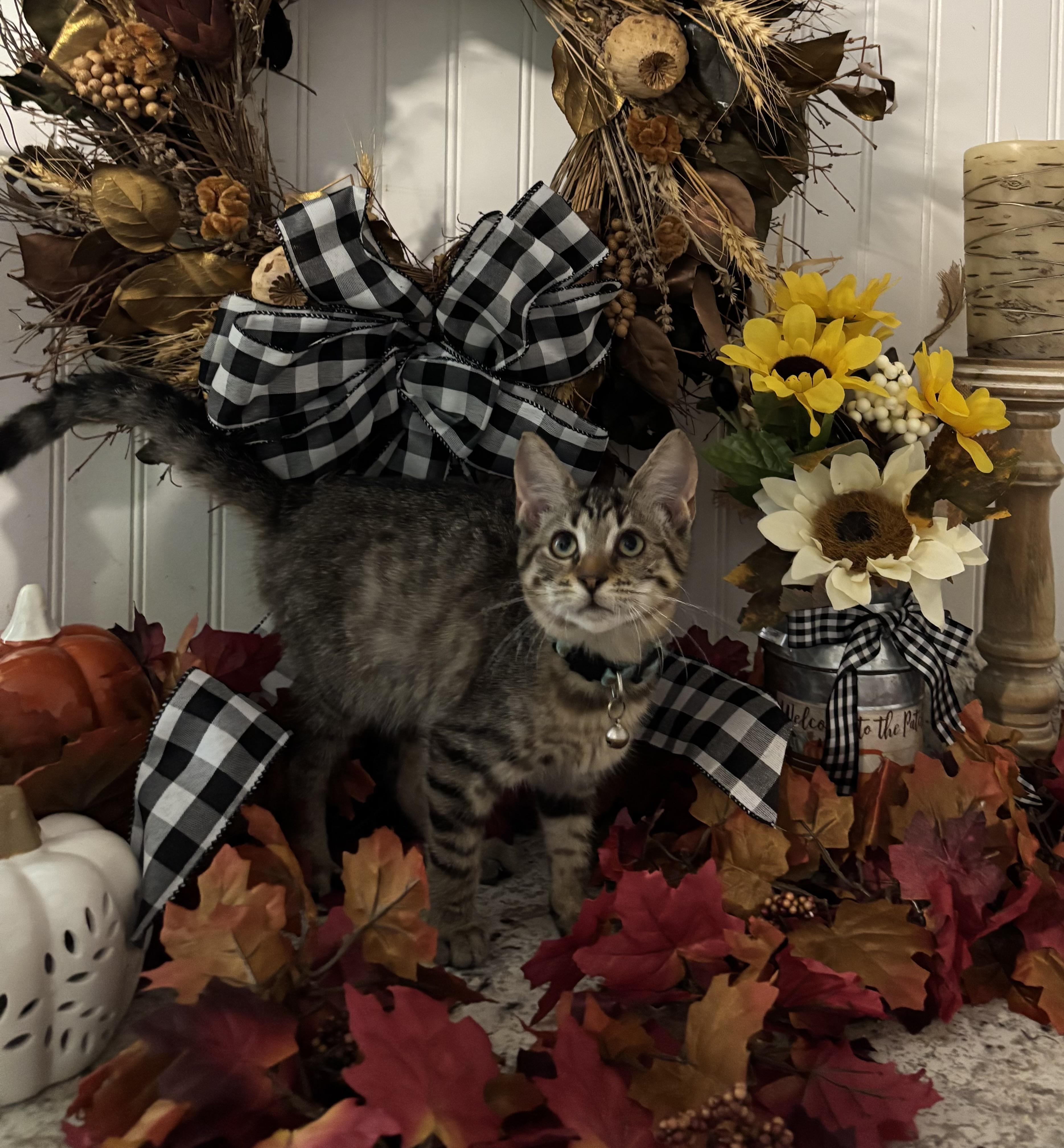 Alvin, a Adoptable Domestic Short Hair in Hemingway, SC image 1/2