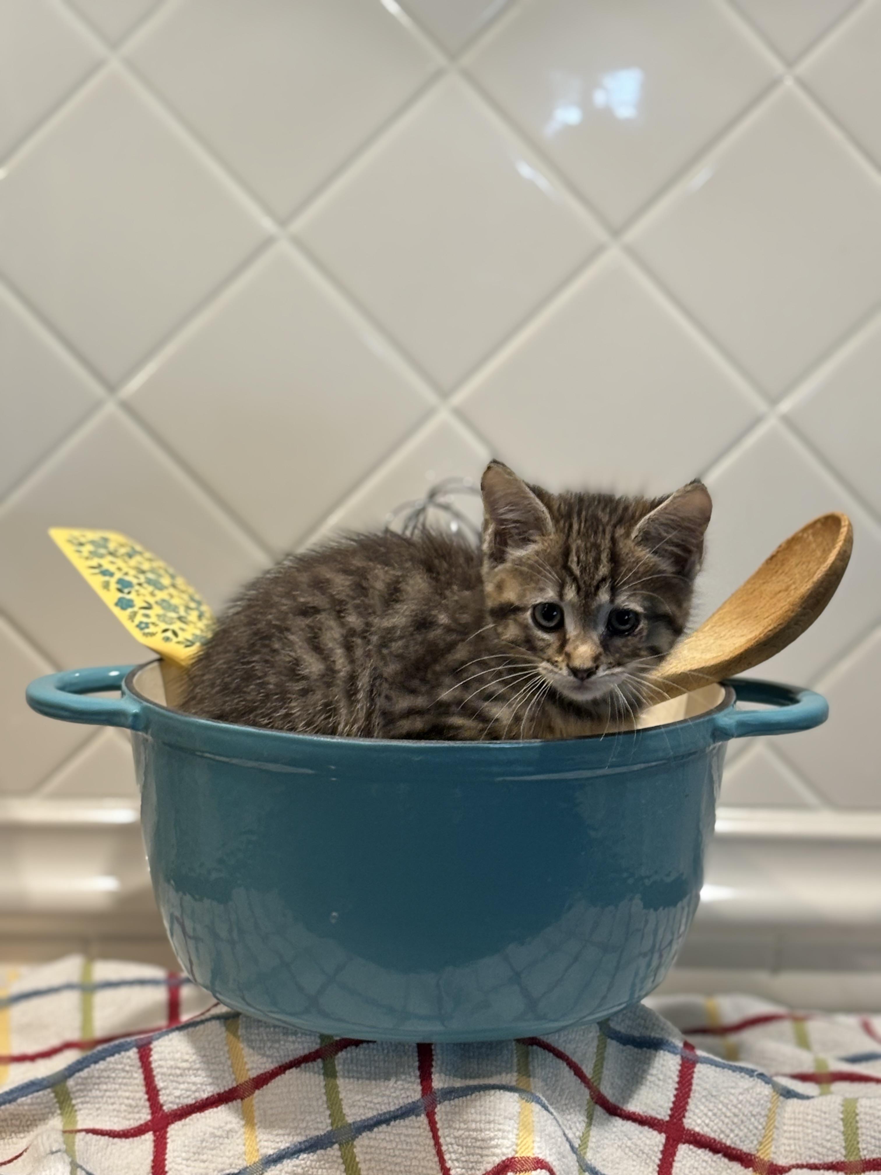 Alvin, a Adoptable Domestic Short Hair in Hemingway, SC image 2/2