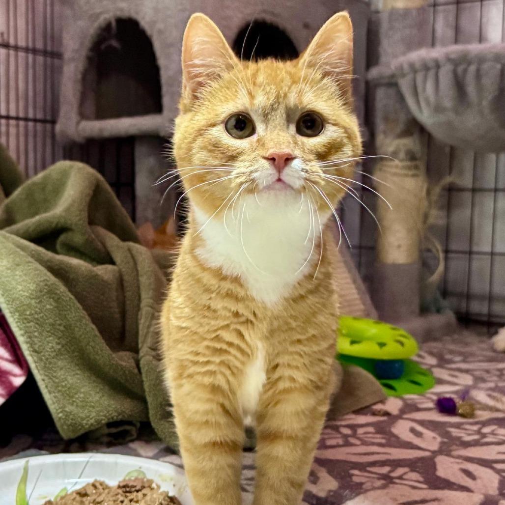 Enlarge Nouget, a ADOPTABLE Domestic Short Hair in Rixeyville, VA image 1/1