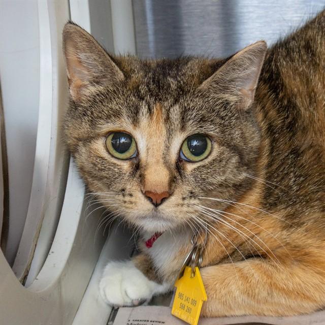 PHOENIX, Adoptable, Young Female Domestic Short Hair.
