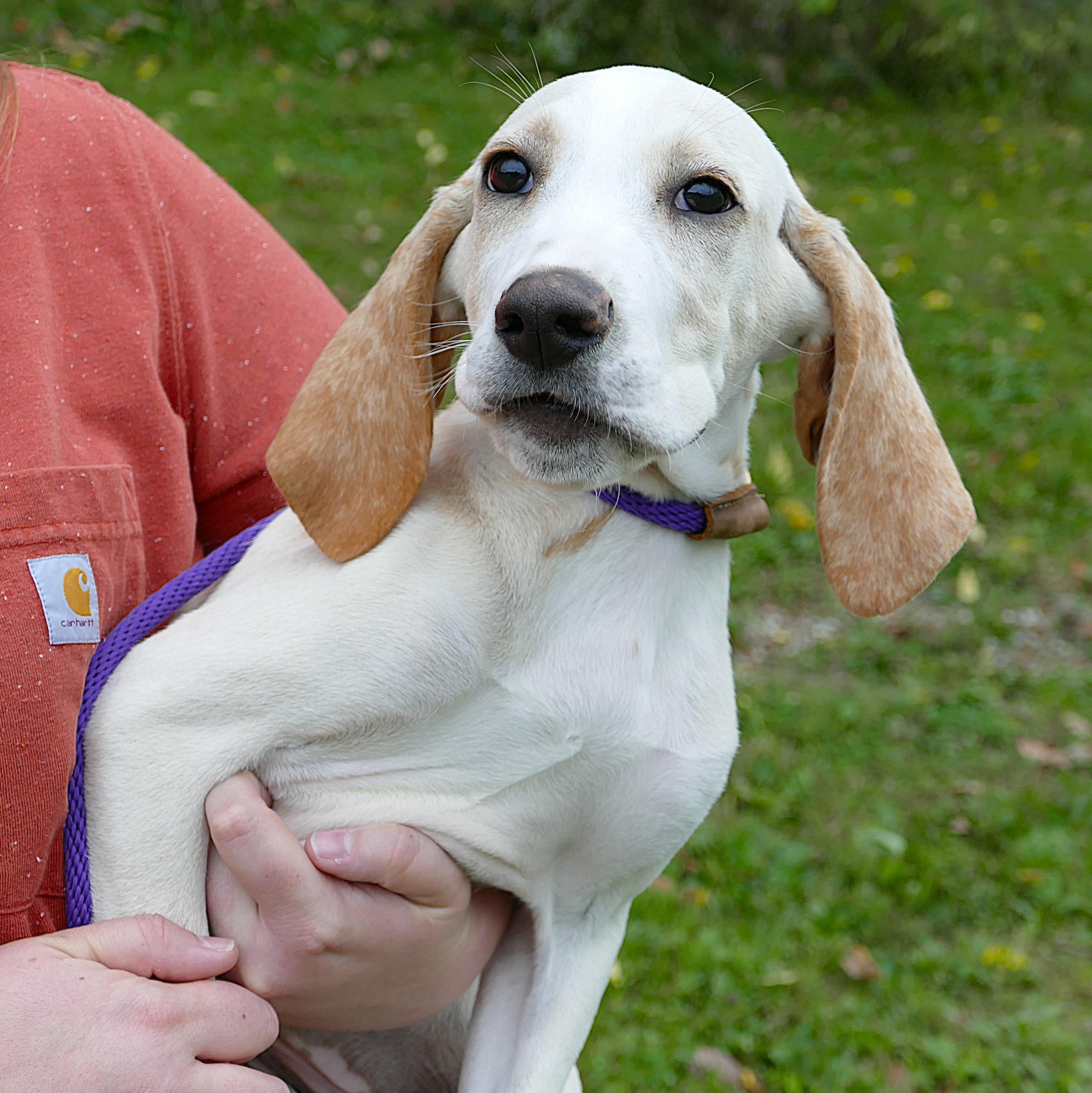 Enlarge CLYDE, a Adoptable mixed breed in Beechbottom, WV image 2/5
