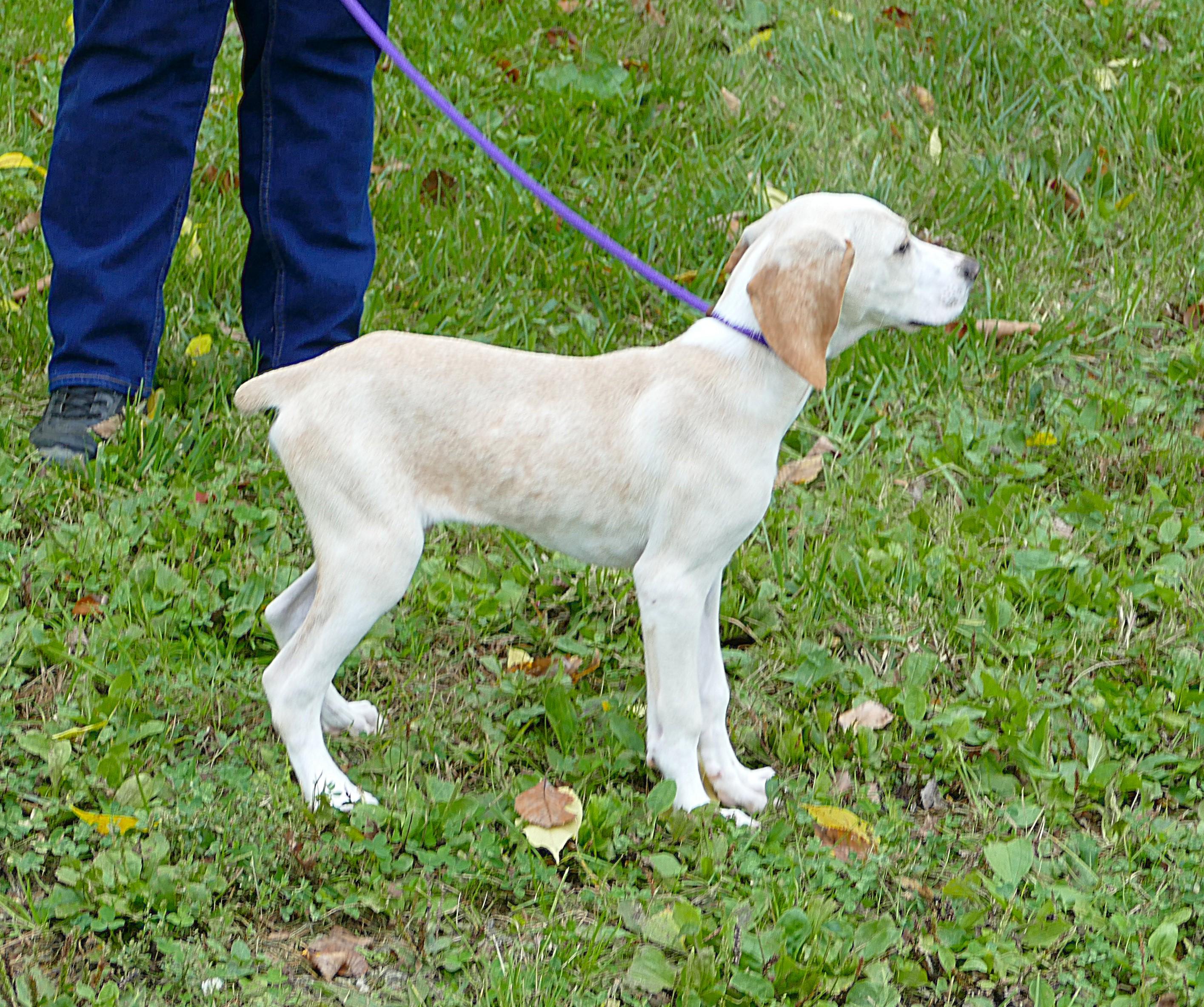 Enlarge CLYDE, a Adoptable mixed breed in Beechbottom, WV image 4/5