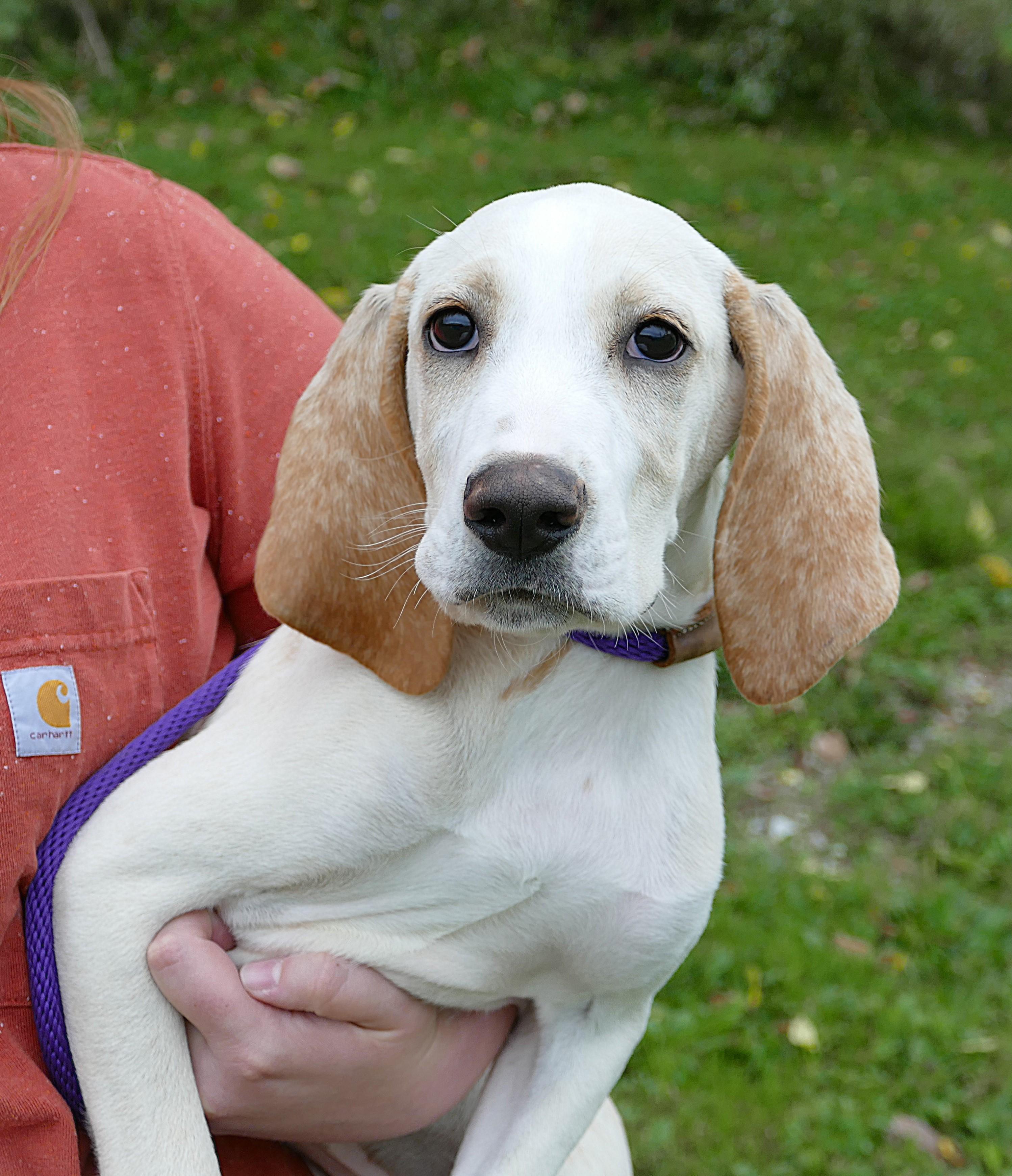 Enlarge CLYDE, a Adoptable mixed breed in Beechbottom, WV image 1/5